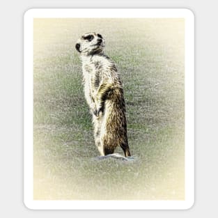 Meerkat Sticker